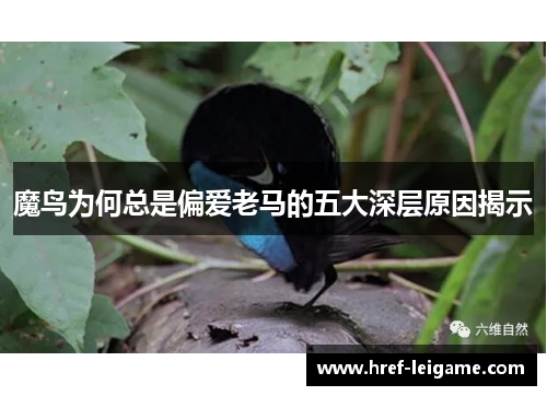 魔鸟为何总是偏爱老马的五大深层原因揭示 魔鸟为何总是偏爱老马的五大深层原因揭示